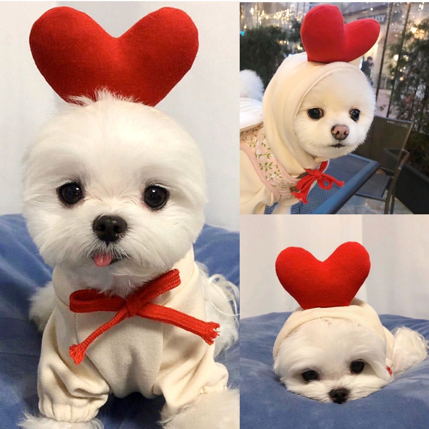 Dongqian puppy dog cat autumn and winter sweater fleece clothes supplies fruit turned dog cat